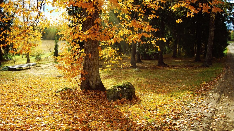 fall, daylight, leaves, trees, nature