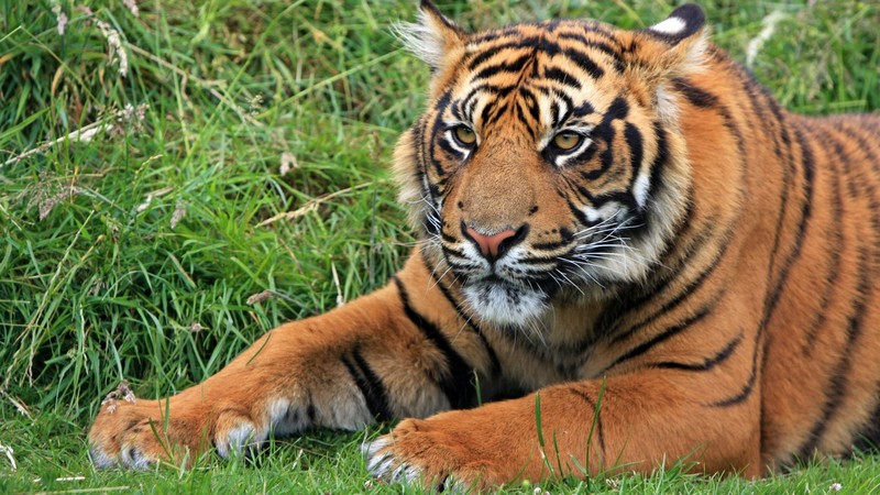 tiger, big cats, animals, grass, nature