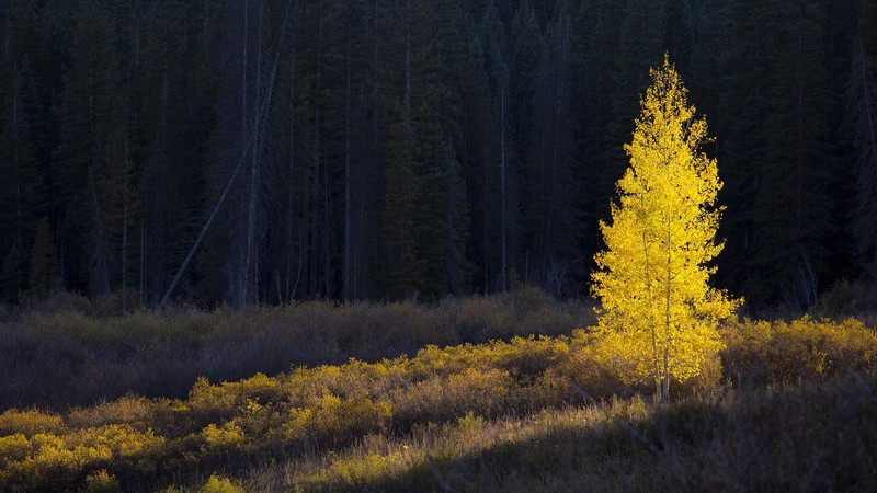 nature, landscape, forest, plants, sunlight, trees, fall, Colorado, USA