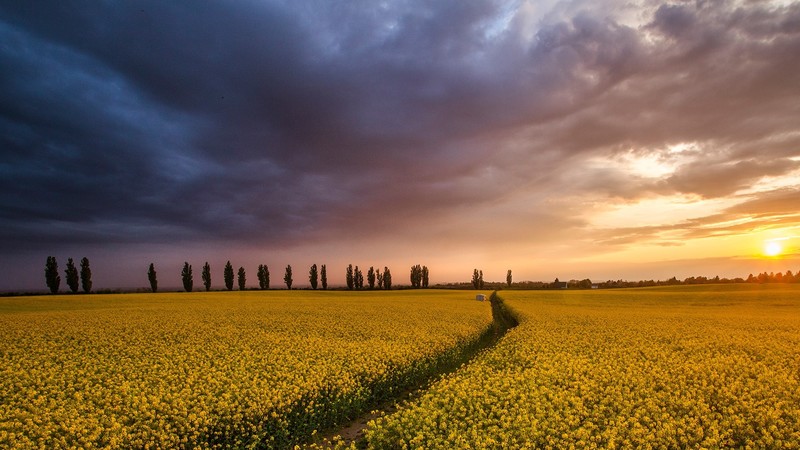 nature, trees, yellow flower, clouds, sunset, house, field, Tuscany, Italy