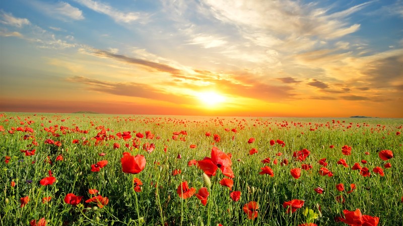 nature, Sun, flowers, field, clouds, sky, landscape, poppies