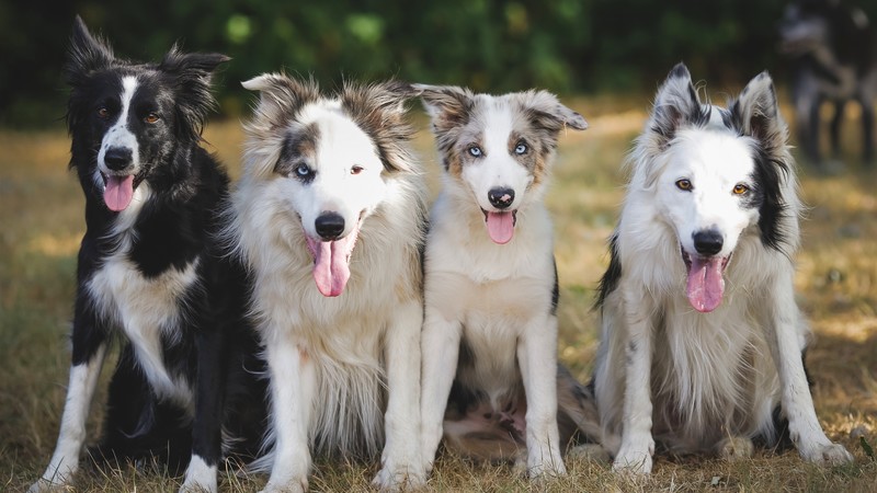 dog, animals, nature, frontal view, Border Collie