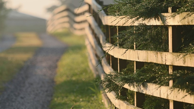 fence, nature, daylight, grass, path