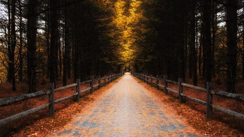 fence, trees, road, nature, fall