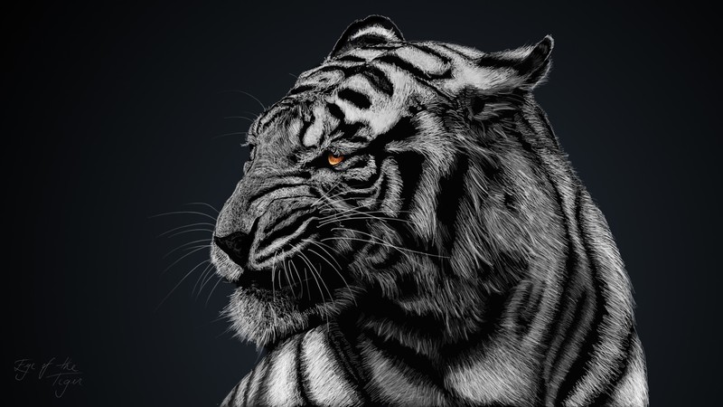 tiger, animals, big cats