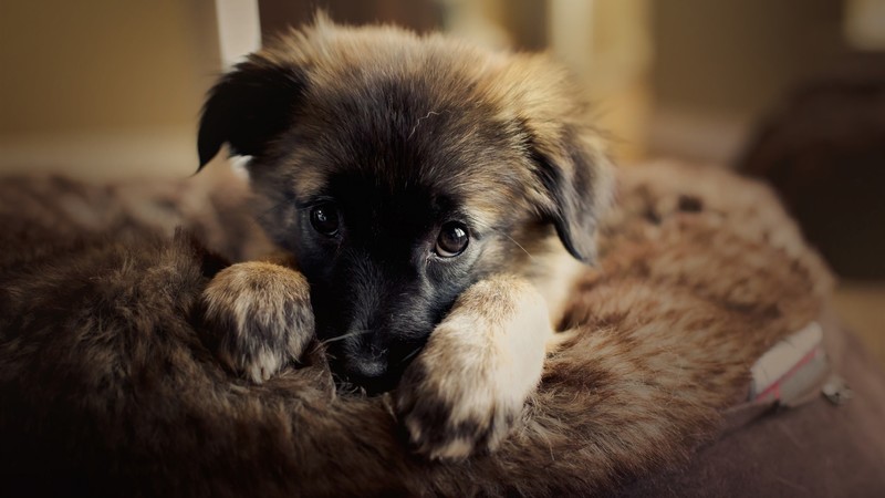 dog, animals, mammals, indoors