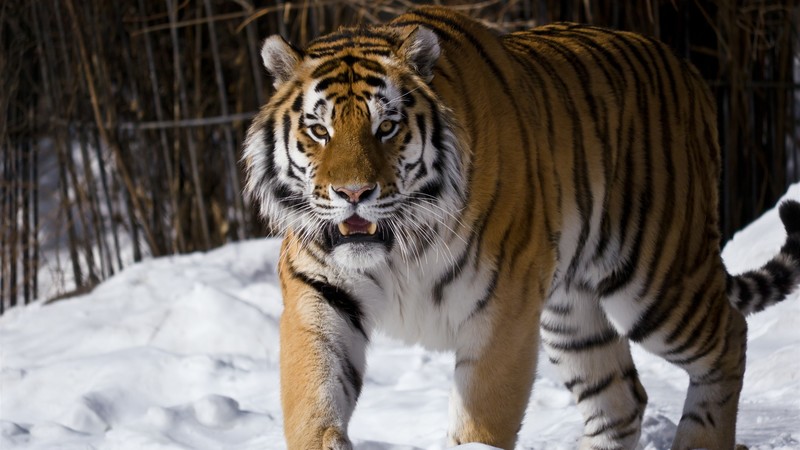 tiger, snow, animals, nature, winter
