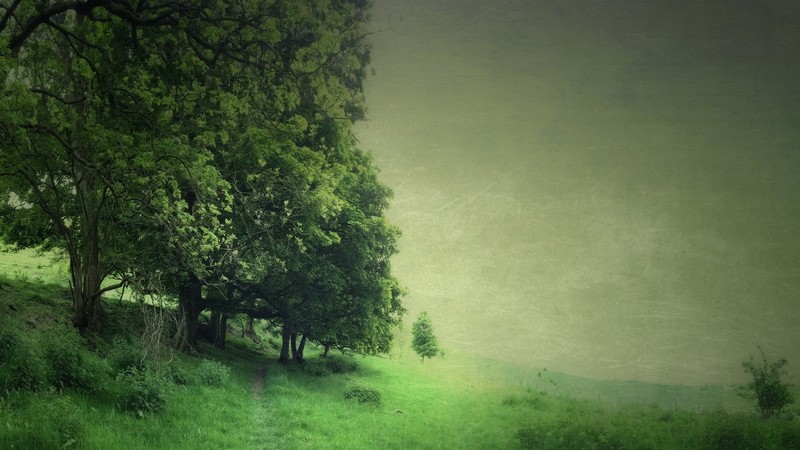 nature, trees, grass