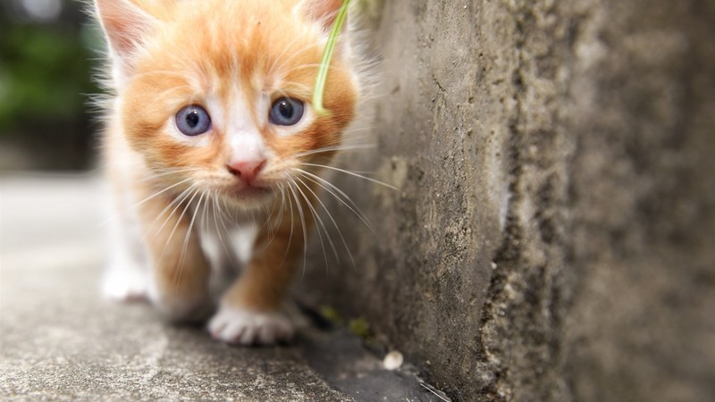 cats, animals, animal eyes, mammals, kittens, outdoors