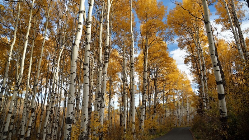 forest, fall, clouds, sky, trees, road, nature