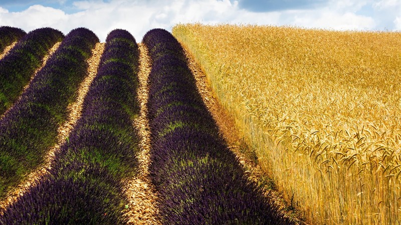 crops, wheat, clouds, nature, landscape, field