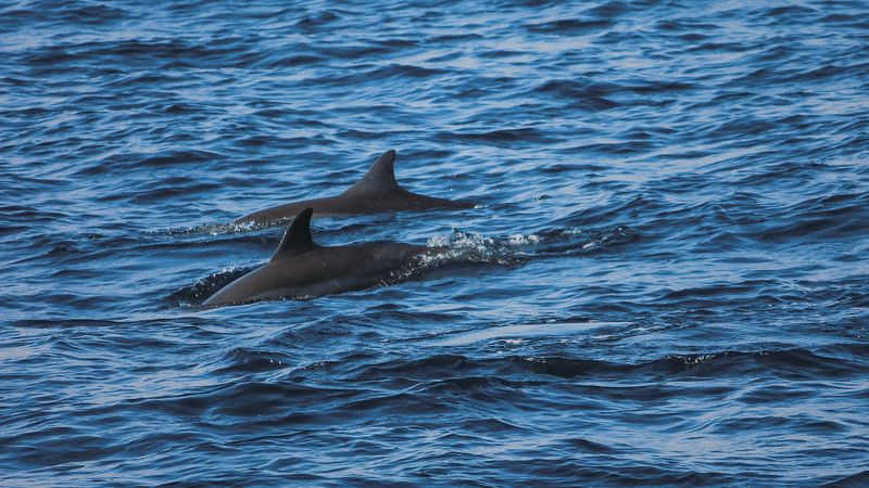 dolphins, sea, waves, ripples, 4k