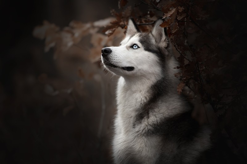 dog, animals, mammals