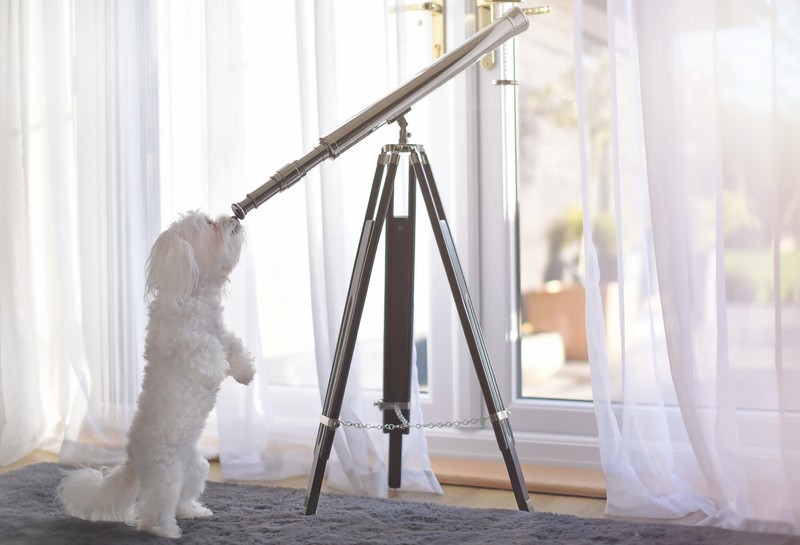 indoors, dog, animals, mammals, telescope