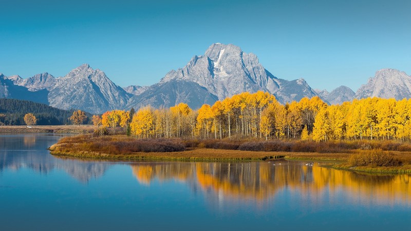 nature, landscape, fall, mountains, sky, clear sky, reflection, mallard duck, forest, plants, Grand Teton National Park, Wyoming, USA