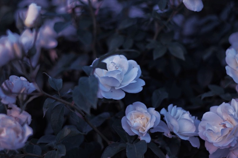 flowers, roses, floral, plants, garden