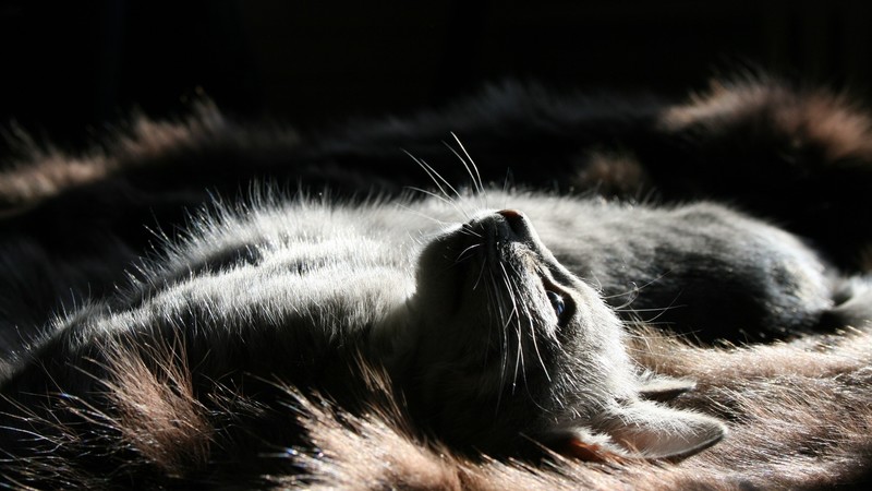 cats, animals, lights, mammals, dark