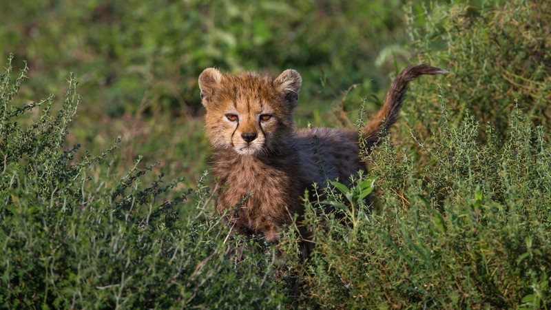 cheetah, animals, big cats, nature, plants, mammals