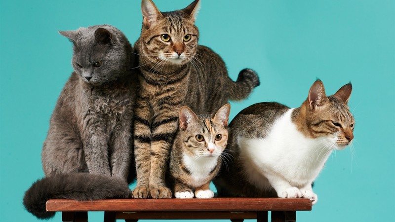 cats, animals, mammals, simple background