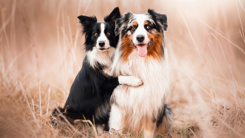 dog, animals, nature, mammals, tongue out, Border Collie
