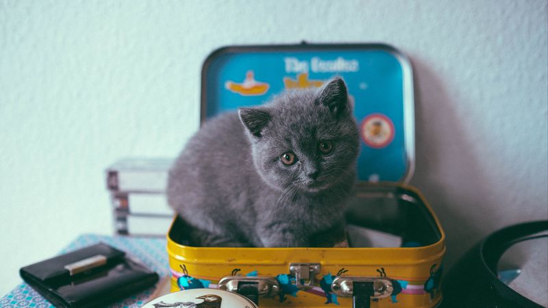 kitten, cat, suitcase, cute, 4k