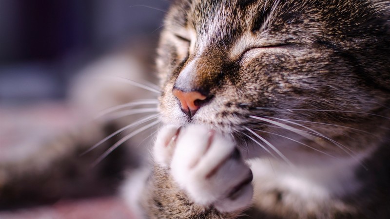 cats, animals, mammals