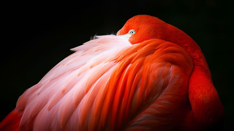 animals, birds