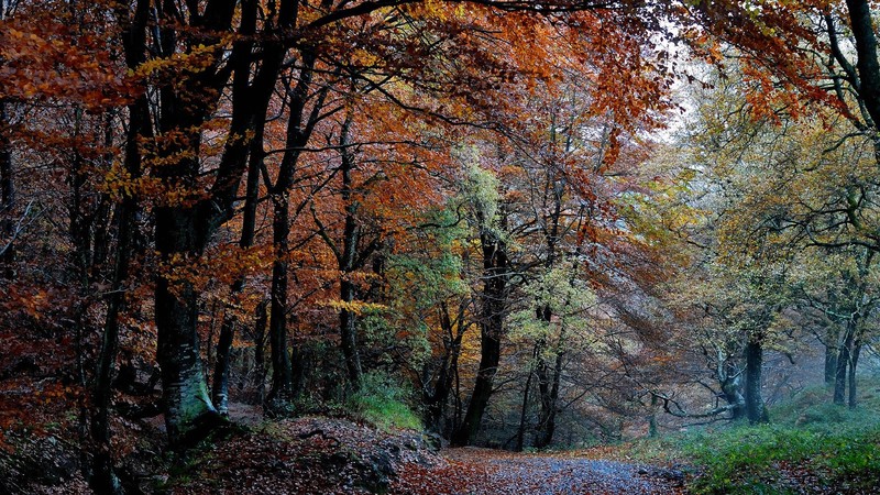 fall, nature, trees, leaves, plants