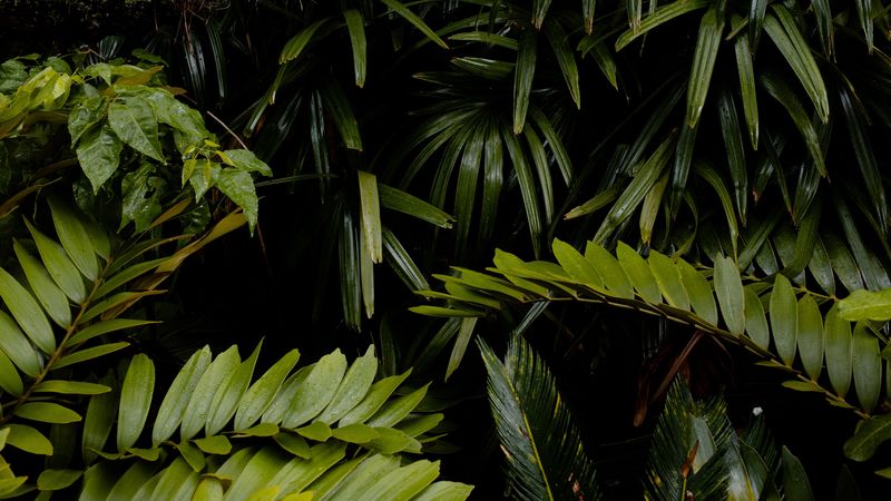 leaves, wet, drops, green, vegetation, 4k