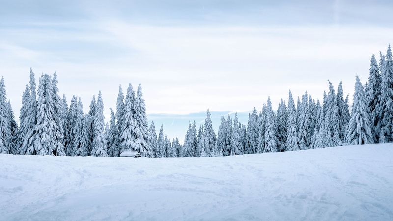 snow, winter, trees, winter landscape, snowy, 4k