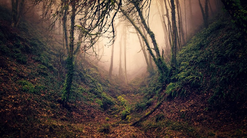 ravine, mist, trees, nature, forest, plants