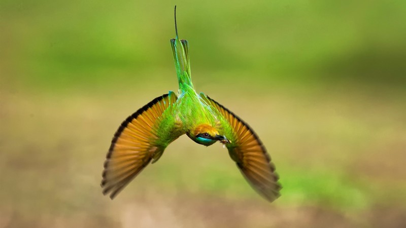 hummingbird, birds, animals, blurred