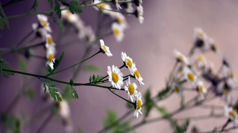 flowers, nature, plants, daisies