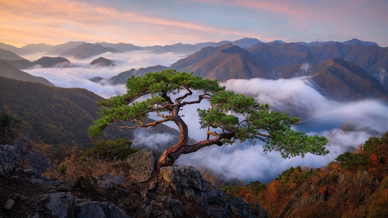 nature, landscape, trees, branch, wood, Nathaniel Merz, mountains, mist, rock, fall