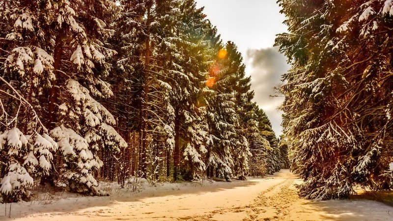 winter, trees, forest, daylight, sunlight, nature, landscape, sky, clouds