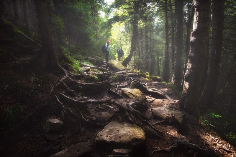 nature, landscape, trees, branch, wood, forest, tourist, stone, mist, roots, sunlight