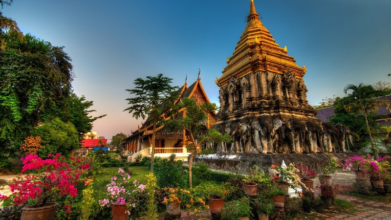 nature, Thailand, flowers, trees, clear sky, sky blue, plants