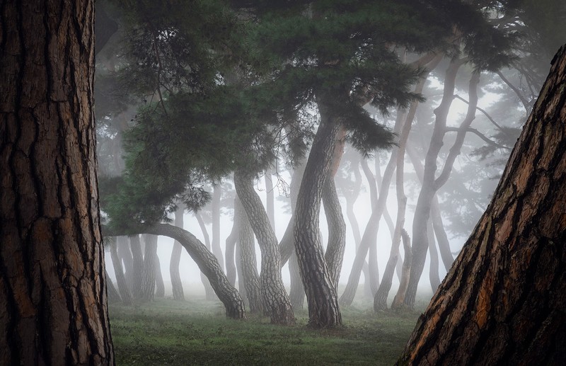 nature, landscape, trees, branch, wood, mist, forest, grass, South Korea, Nathaniel Merz