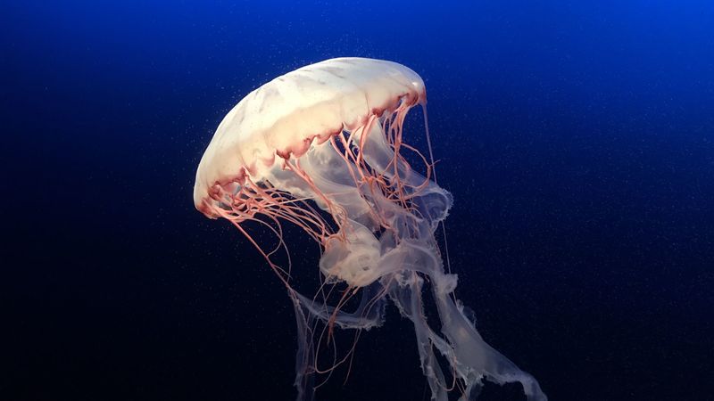 jellyfish, underwater world, ocean, aquarium, swimming, blue, water, 4k