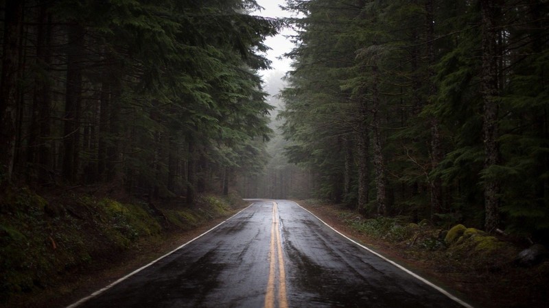 forest, road, asphalt, trees, outdoors