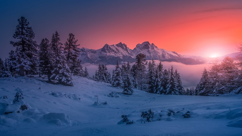 winter, forest, nature, sunset, snow, cold, landscape