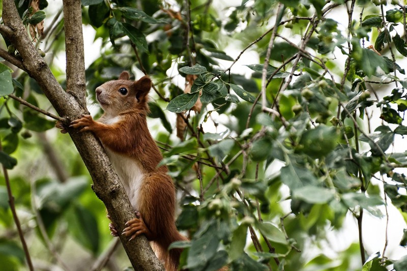 animals, mammals, squirrel