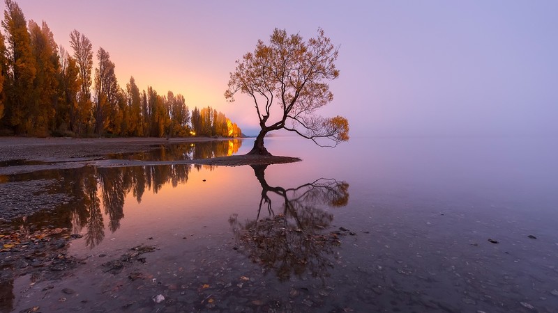 nature, landscape, trees, forest, reflection, rocks, clear sky, sky, Lake Wanaka, New Zealand