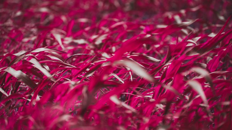 grass, leaves, pink, plant, macro, 4k