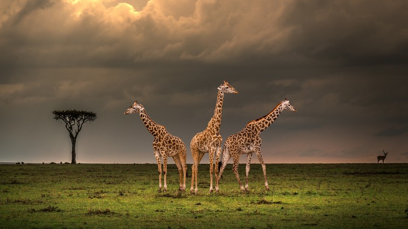 animals, nature, giraffes, mammals