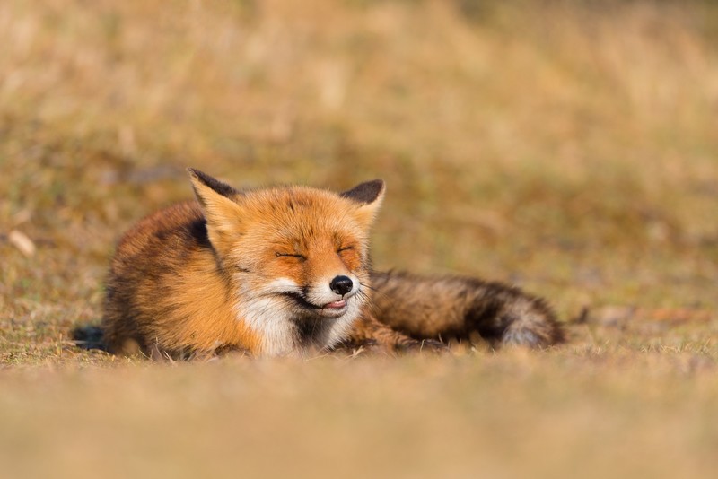 fox, nature, animals, mammals