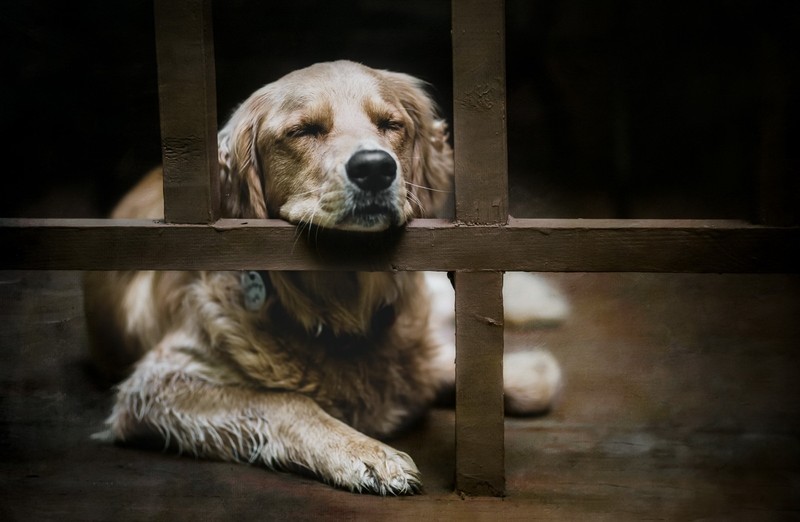 dog, animals, mammals