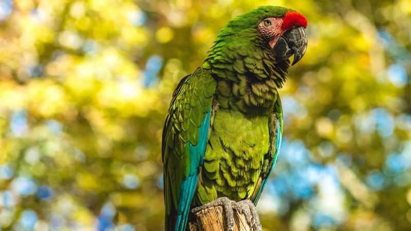 animals, birds, parrot