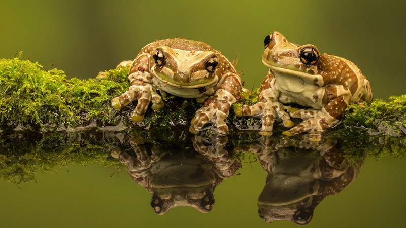 frog, amphibian, couple, macro, depth of field, clear water, Amazon Milk Frog
