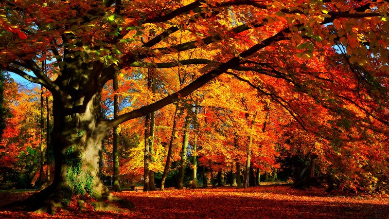 leaves, fall, trees, forest, nature, France
